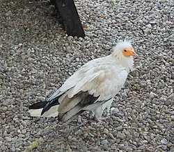 Schmutzgeier (Neophron percnopterus)