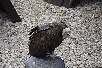 Kappengeier (Necrosyrtes monachus)