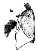 Skizze Kopfseitenansicht von V. evecta ♂