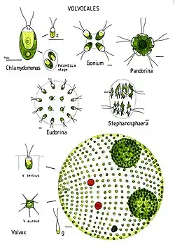 (syn. Volvocales)
