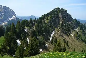 Planggenstock vom Hirzli