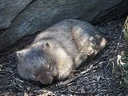 Nacktnasenwombat