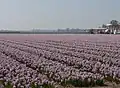Voorhout, Feld mit Hyazinthen