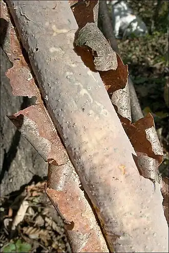 Gemeiner Rindensprenger Vuilleminia comedens