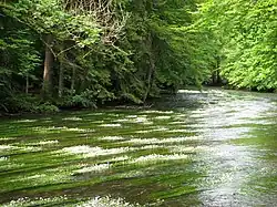 im Mühltal zwischen Leutstetten und Gauting, mit blühendem Flutenden Wasserhahnenfuß