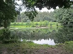 Schwanenteich in Wahlde