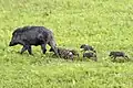 Wildschweinfamilie im Nationalpark