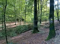 Berg. Panoramasteig nach Dahl