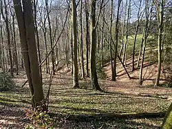 Wald und Bachtal nördl. Schneppensiefen