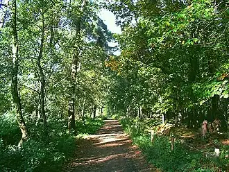 Waldweg am Fliegerberg