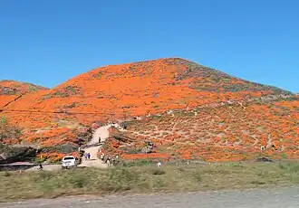Superblüte in Riverside County, Kalifornien, 2019