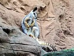 Gelbfuß-Felskänguru