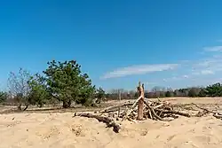 Binnendüne im Südteil der Schönower Heide