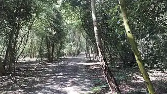 Wanderweg im Stiftsbusch