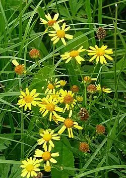 Wasser-Greiskraut – zwar invasiv, aber hier schützenswert[1]