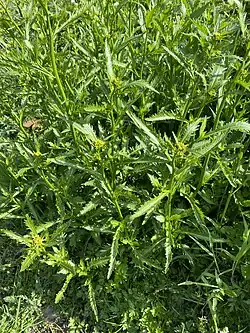 Wasser-Sumpfkresse (Rorippa amphibia)