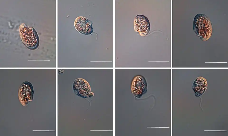 LM-Aufnahmen von O. marina OMGS 0105. Balken: 20&nbsp;µm.