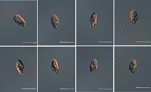 LM-Aufnahmen von O. maritima OMJJ 305. Balken: 20&nbsp;µm.