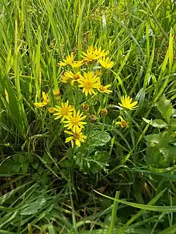 Wasser-Greiskraut (Senecio aquaticus)
