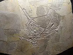 Langschwanzflugsaurier Preondactylus