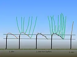 Rebschnittabfolge beim Wechselkordonschnitt