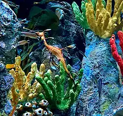 Seedrache im Korallenriff