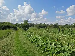 Weg in der Mainaue südlich von Ziegelanger