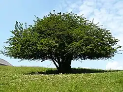 Weißdornstrauch in Baumform auf der Alpe Schuttannen hinter dem Breitenberg