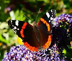 Weibchen, erkennbar an den weißen Punkten im roten Band auf den Vorderflügeln