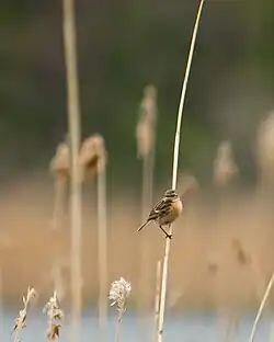 Weibliches Schwarzkehlchen im Schilf am Ahrensee