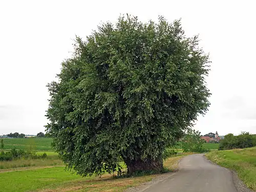 Blick auf Euerbach, mit Weide