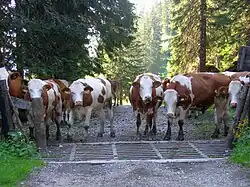 Alpenfleckvieh steht vor einem Weiderost.