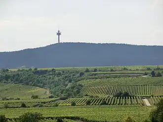 Weilerskopf von Osten