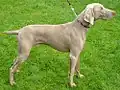 Weimaraner