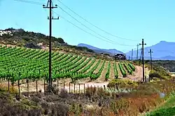 Weinbau bei Robertson