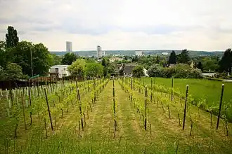 Weinberg am Finkenberg