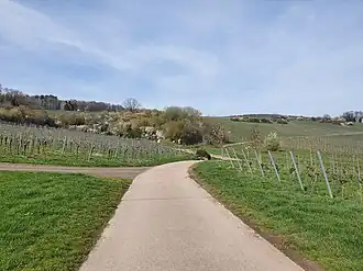 Weinberge an der Ostflanke