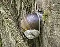 Weinbergschnecke