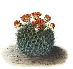 Weingartia neocumingii