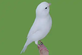 Aufgehellt Weiß rezessiv