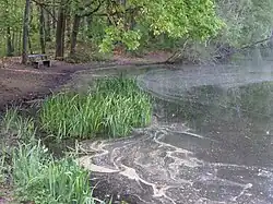 Weißensee Uferbereich