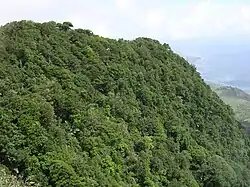 Immergrüner, tropischer Wald am Mano Côco, zu Beginn der Regenzeit