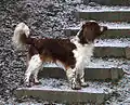Welsh Springer Spaniel
