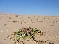 Ende des Welwitschia Trails