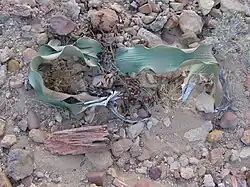 Versteinertes Holz neben Welwitschie