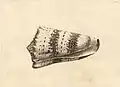 Wenzel Hollar, Conus Imperialis, 1640er Jahre, Kupferstich, 4,8 × 8,5 cm