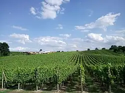 Werderaner Wachtelberg