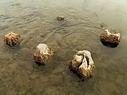 Blick auf symmetrisch angeordnete Holzpfähle am Gewässergrund