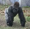 Westlicher Flachlandgorilla