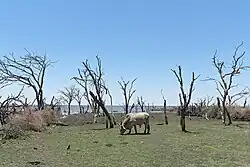 Cattle graze on the shores of Lake Ngami south of Botswana’s Okavango Delta
